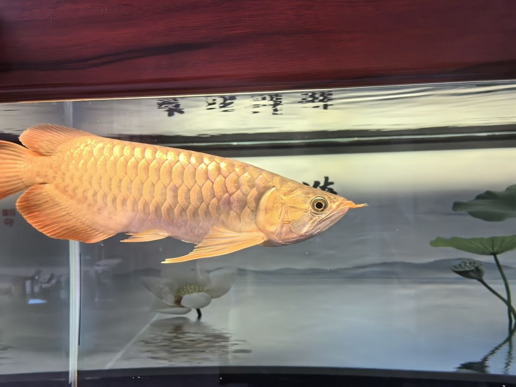 又請一虎留檔
