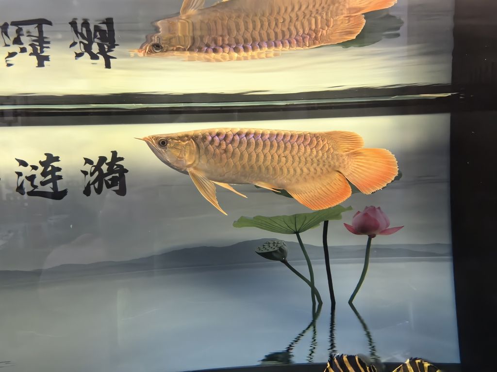 又請一虎留檔