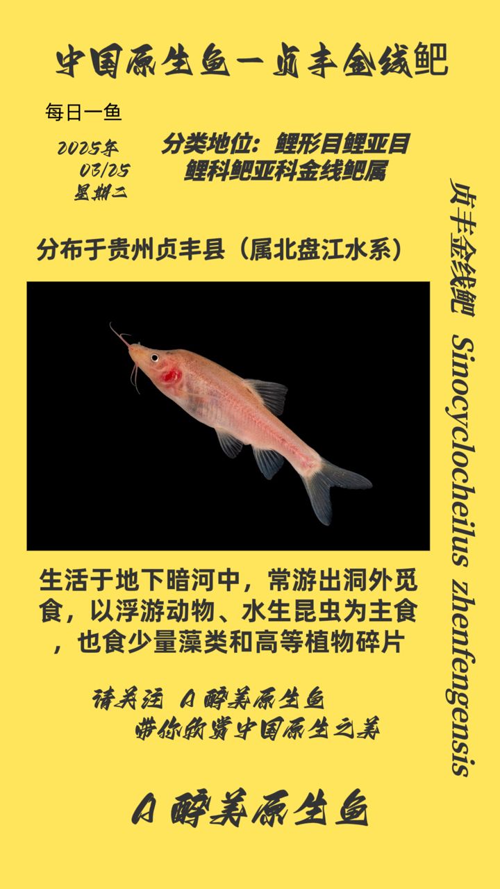 貞豐金線鲃