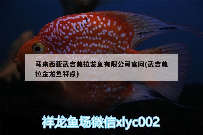 馬來西亞武吉美拉龍魚有限公司官網(武吉美拉金龍魚特點)