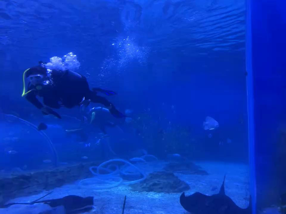 人魚