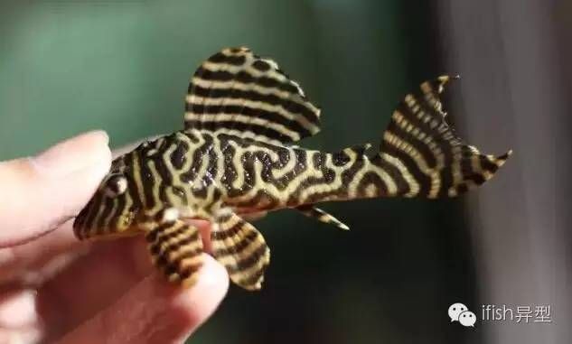 怎么養龍魚不掉眼睛呢：龍魚養護之防掉眼秘籍，守護靈動雙眸 怎么養龍魚不掉眼睛呢：龍魚養護之防掉眼秘籍，守護靈動雙眸 龍魚百科 第2張