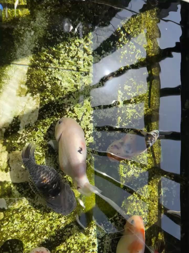 窗臺養魚