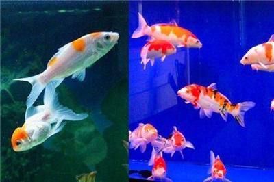 1米五的魚缸養幾條錦鯉：1米五的魚缸養錦鯉數量如何確定 1米五的魚缸養幾條錦鯉：1米五的魚缸養錦鯉數量如何確定 魚缸百科 第3張