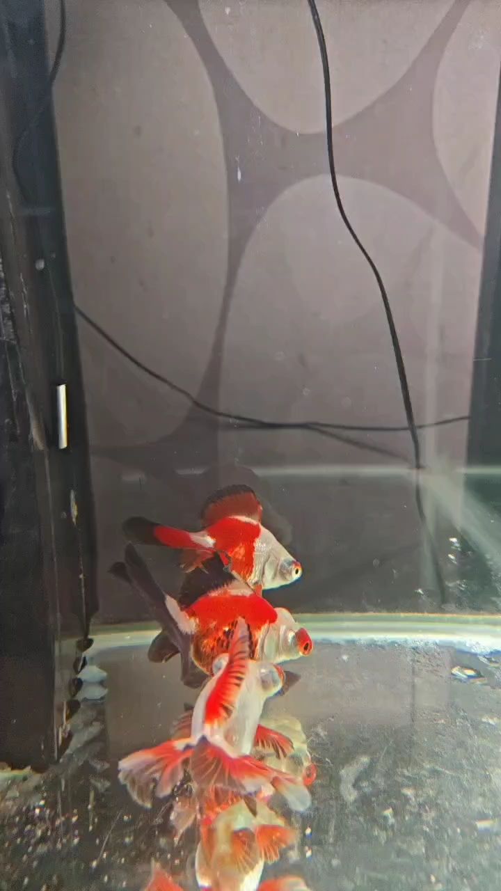 蝶尾