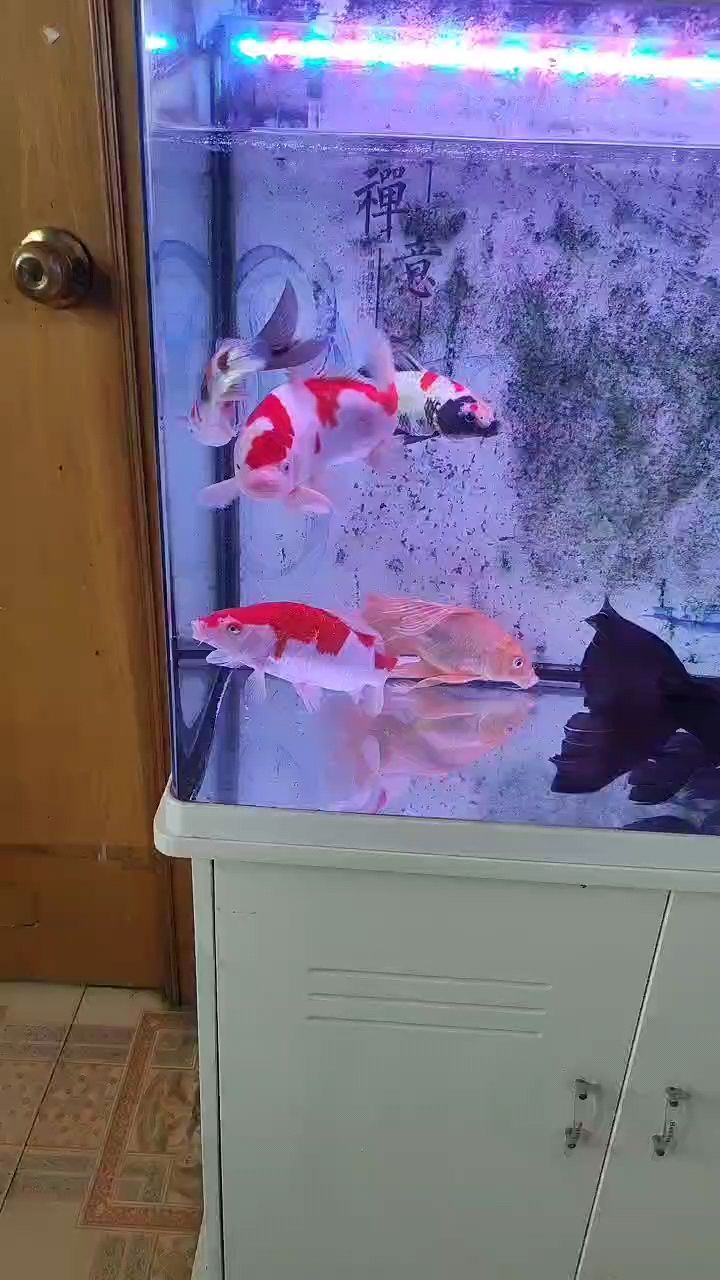 一缸不太健康的雜魚