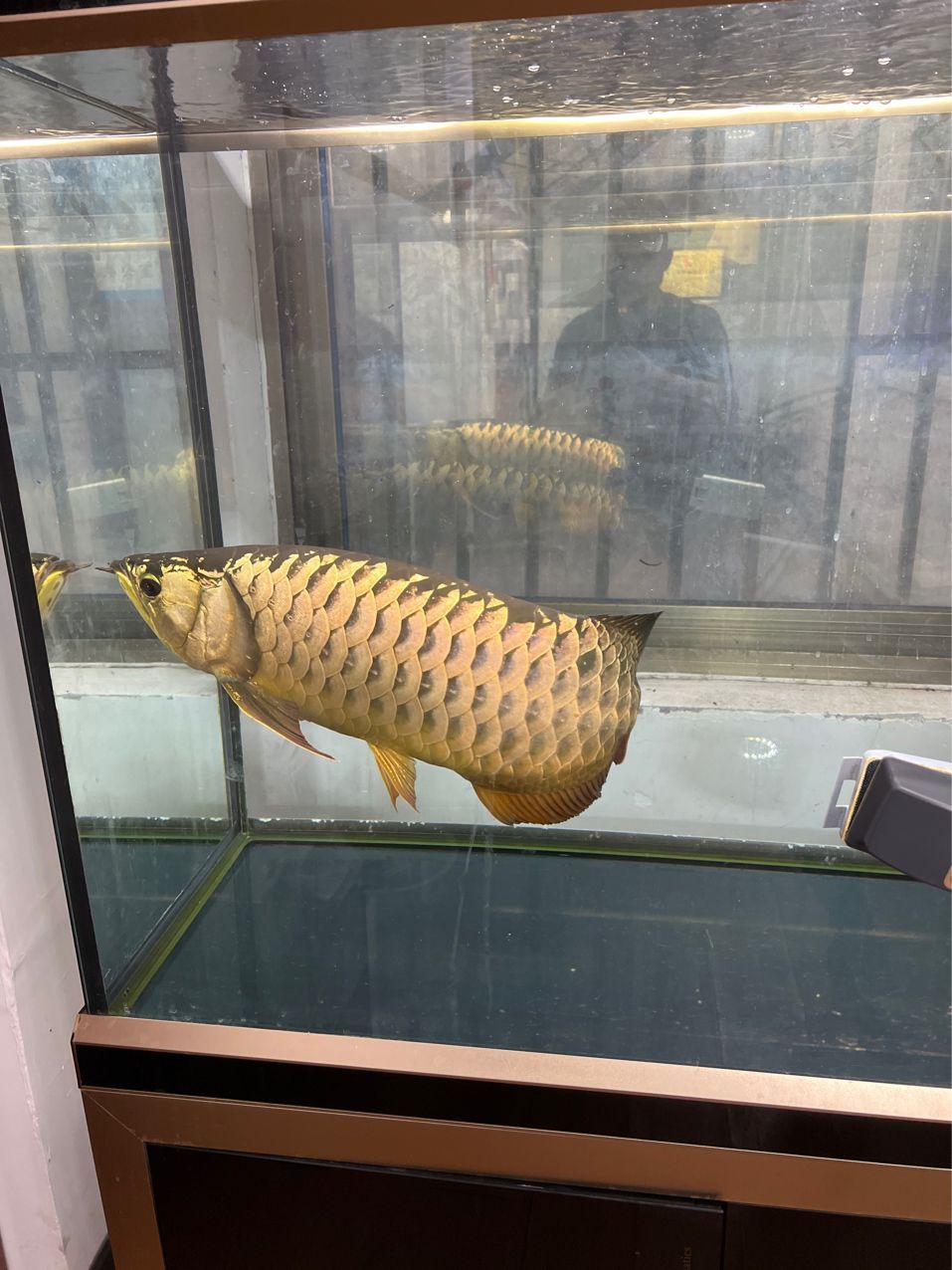 #辦公室養(yǎng)魚季