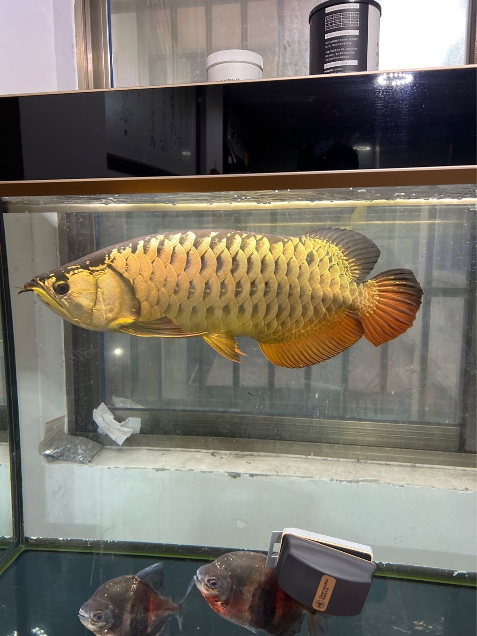 #辦公室養(yǎng)魚季