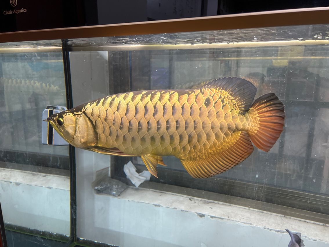 #辦公室養(yǎng)魚季
