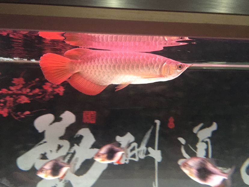 隨州觀賞魚市場大家幫看看孟吉爾到家倆月看看長勢狀態