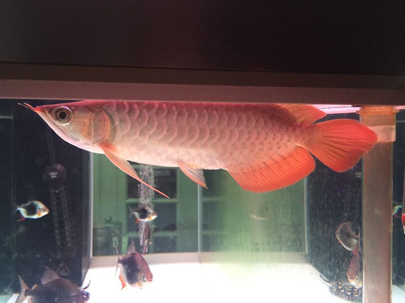 隨州觀賞魚市場大家幫看看孟吉爾到家倆月看看長勢狀態