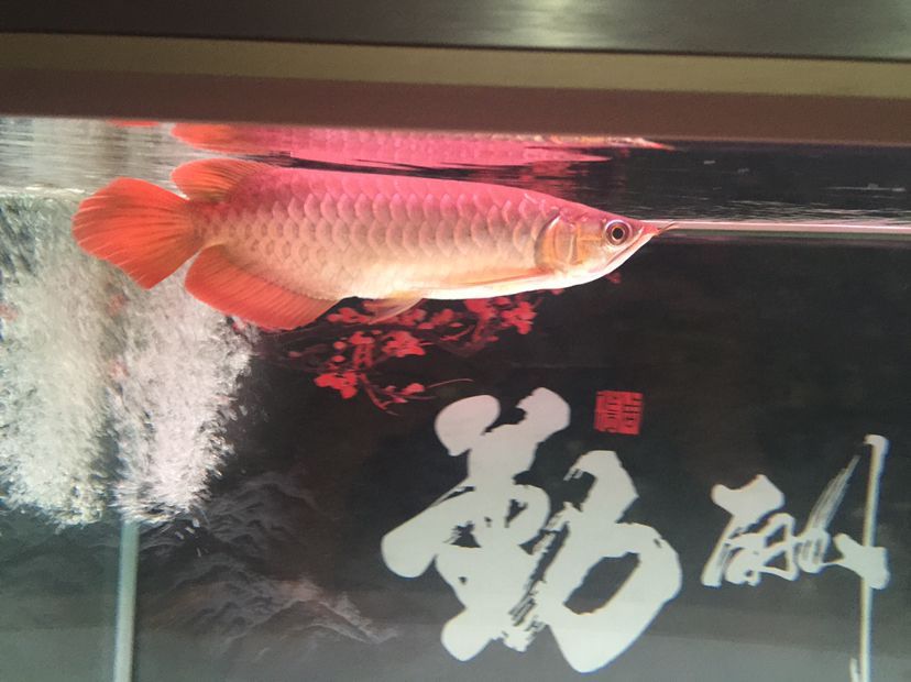 隨州觀賞魚市場大家幫看看孟吉爾到家倆月看看長勢狀態