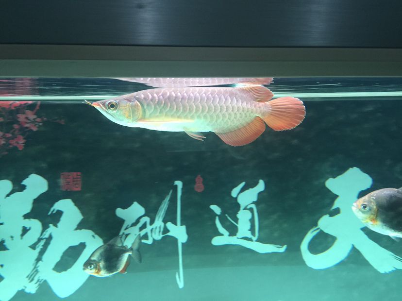 隨州觀賞魚市場大家幫看看孟吉爾到家倆月看看長勢狀態 隨州觀賞魚市場大家幫看看孟吉爾到家倆月看看長勢狀態 廣州孟吉爾 第4張