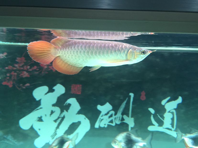 隨州觀賞魚市場大家幫看看孟吉爾到家倆月看看長勢狀態 隨州觀賞魚市場大家幫看看孟吉爾到家倆月看看長勢狀態 廣州孟吉爾 第5張