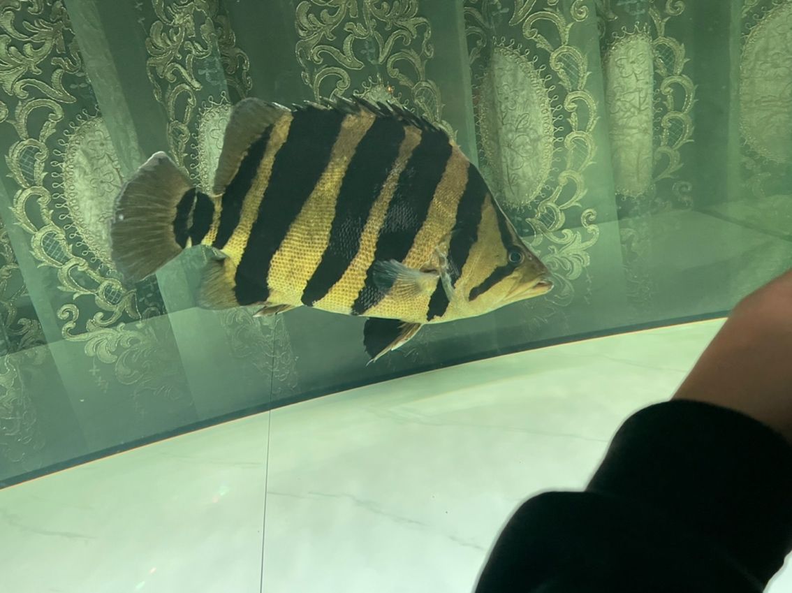蘇門答臘虎 魚缸中的精靈