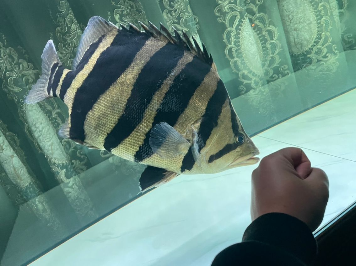 蘇門答臘虎 魚缸中的精靈