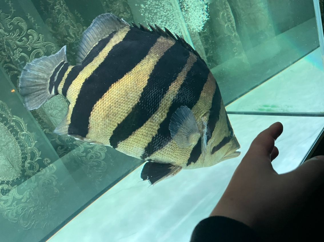 蘇門答臘虎 魚缸中的精靈