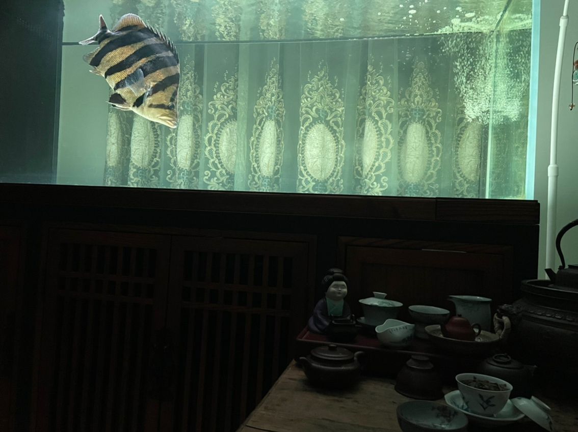 蘇門答臘虎 魚缸中的精靈