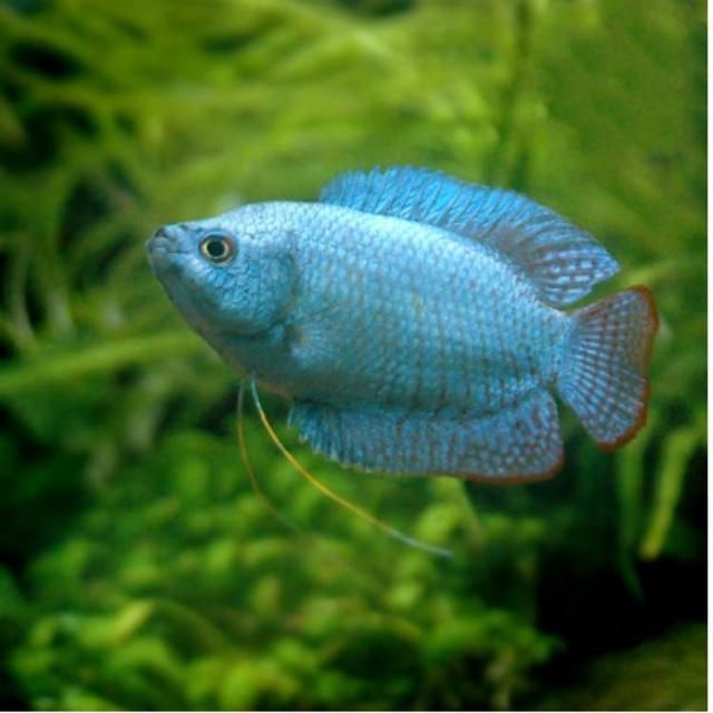 觀賞魚藍色的水能養嗎（觀賞魚可以使用藍色的水養嗎？）