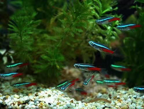 觀賞魚藍(lán)色的水能養(yǎng)嗎（觀賞魚可以使用藍(lán)色的水養(yǎng)嗎？）