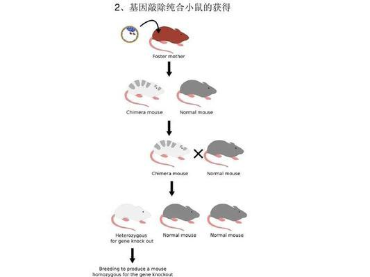 怎么養(yǎng)金龍魚讓它繁殖快：金龍魚繁殖養(yǎng)護全攻略，解鎖水族繁育奧秘