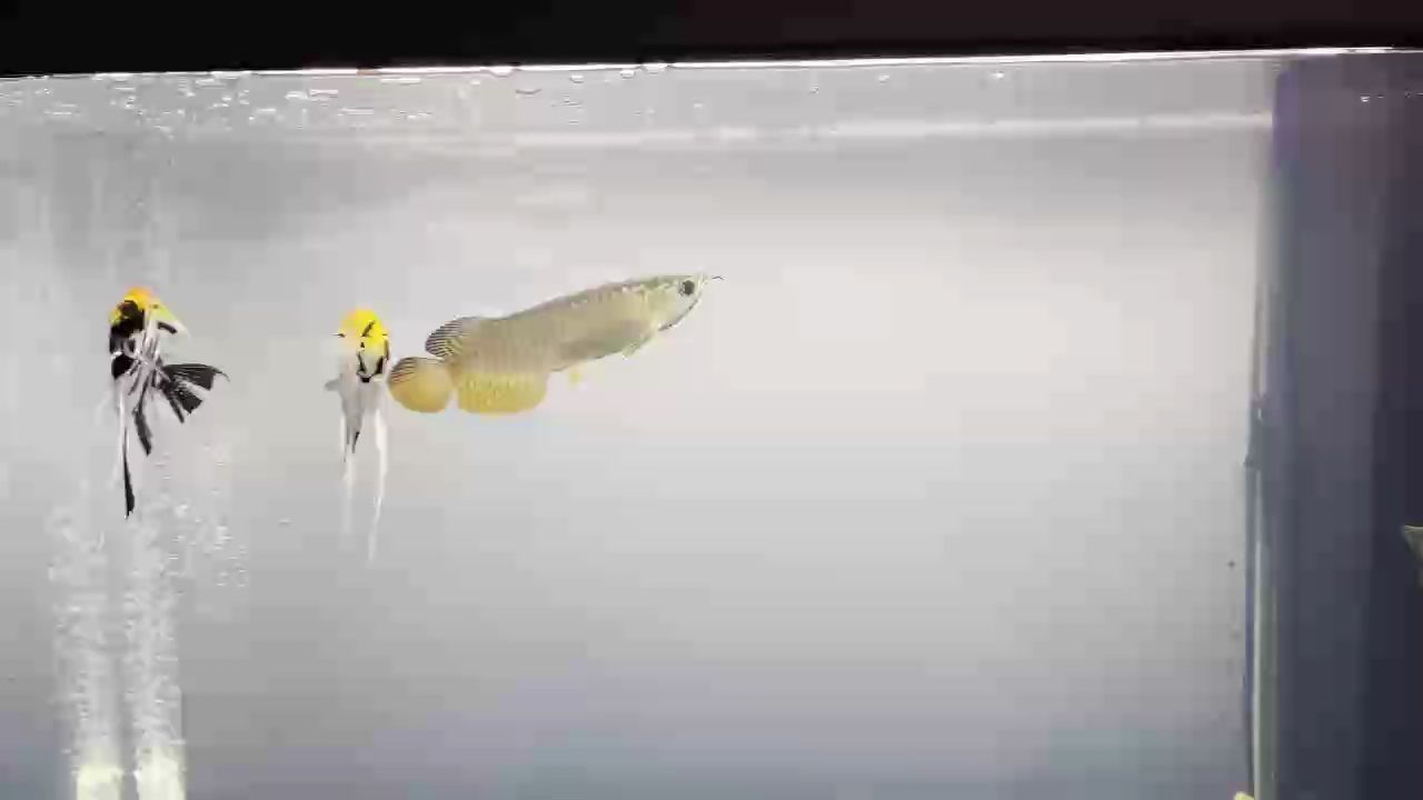 隨便玩玩