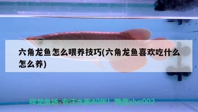 yee倉鼠胡蘿卜磨牙棒零食餅干糧食造景用品草餅金絲熊兔子玩具的簡單介紹