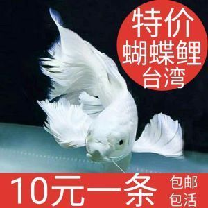 蝴蝶鯉魚苗批發（關于蝴蝶鯉魚苗批發的綜合信息整理）