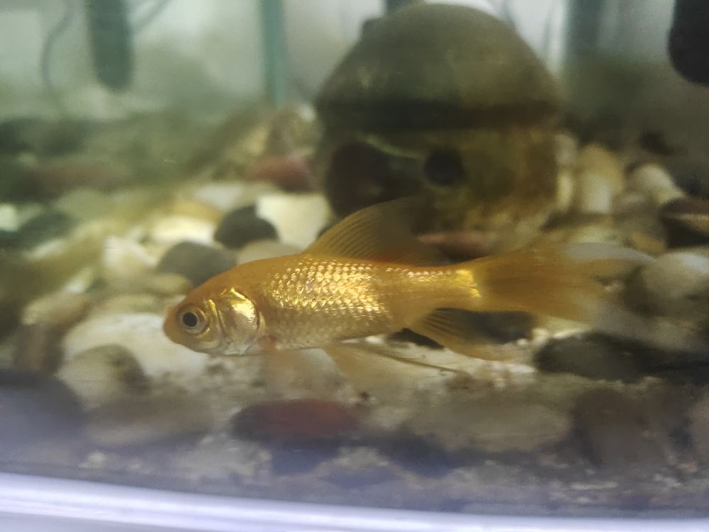 求助，鯽魚背鰭紅血絲，是什么病，該如治療