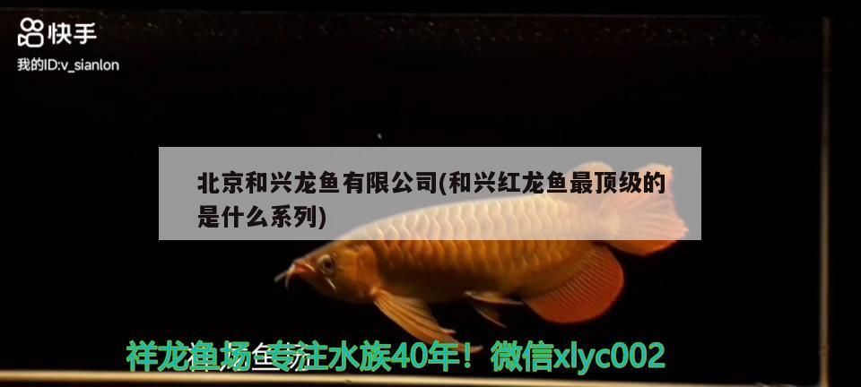 北京和興龍魚有限公司(和興紅龍魚最頂級的是什么系列) 北京和興龍魚有限公司(和興紅龍魚最頂級的是什么系列) 和興紅龍