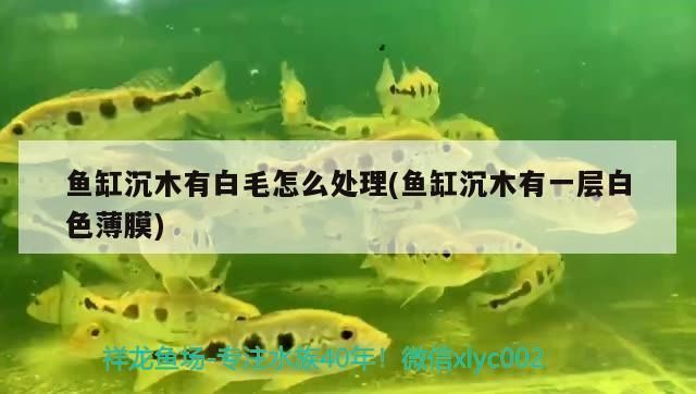 豬鼻龜長白毛怎么治療：豬鼻長白毛怎么辦