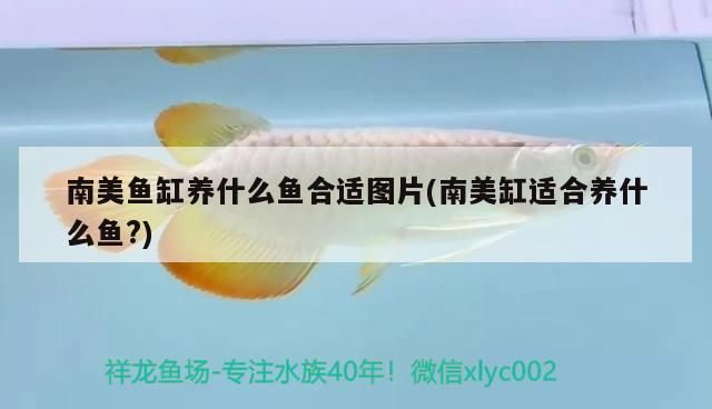 南美魚缸養什么魚合適圖片(南美缸適合養什么魚?)