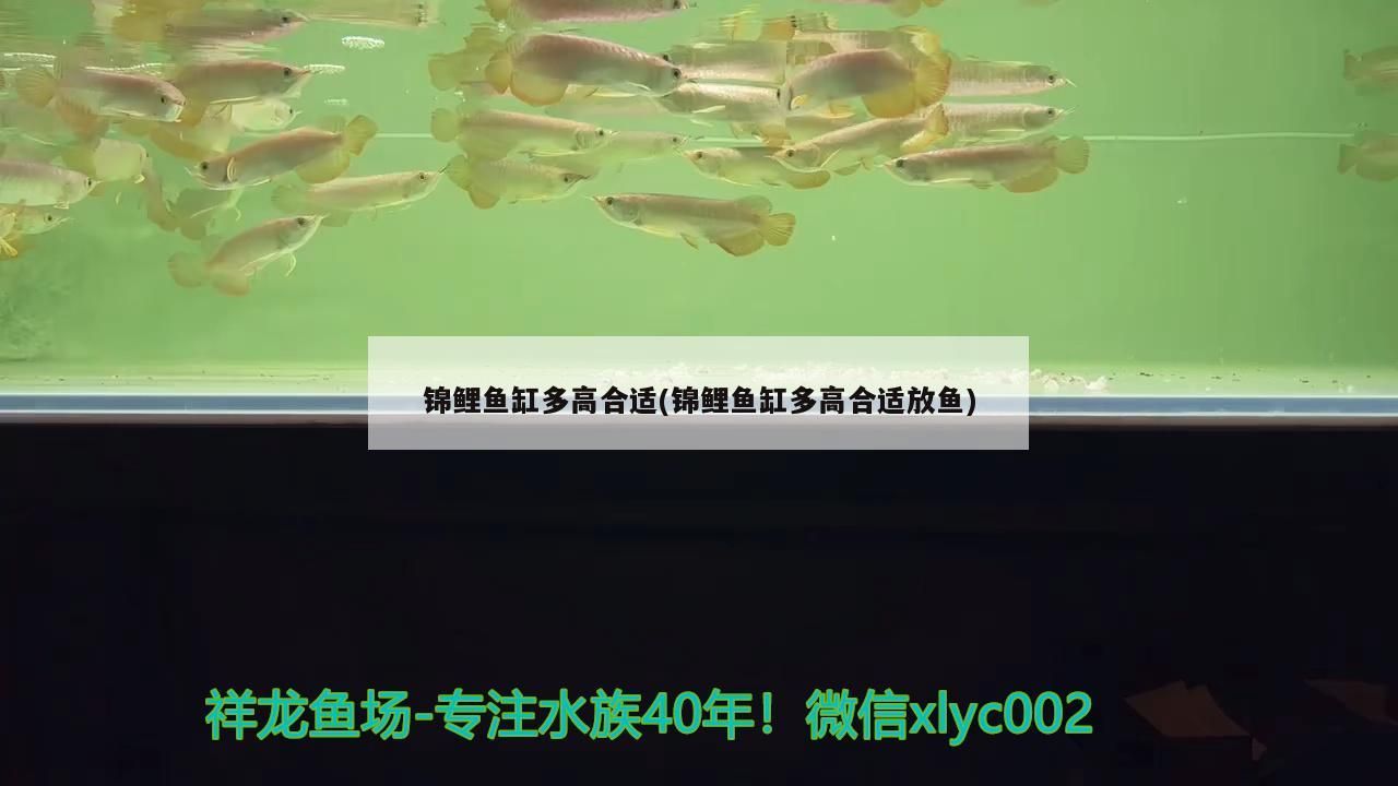 錦鯉魚缸多高合適(錦鯉魚缸多高合適放魚)