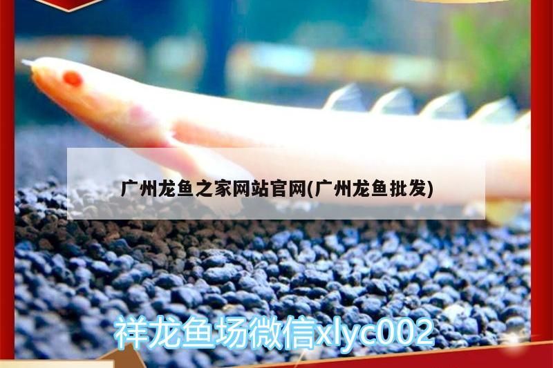 廣州龍魚之家網站官網(廣州龍魚批發)