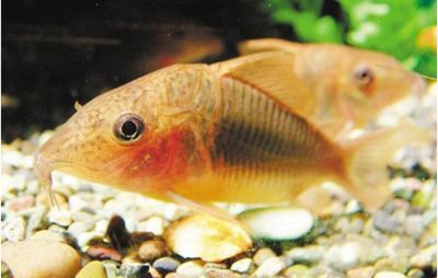 觀賞魚全身發紅是什么原因（觀賞魚全身發紅可能是由多種原因引起的）