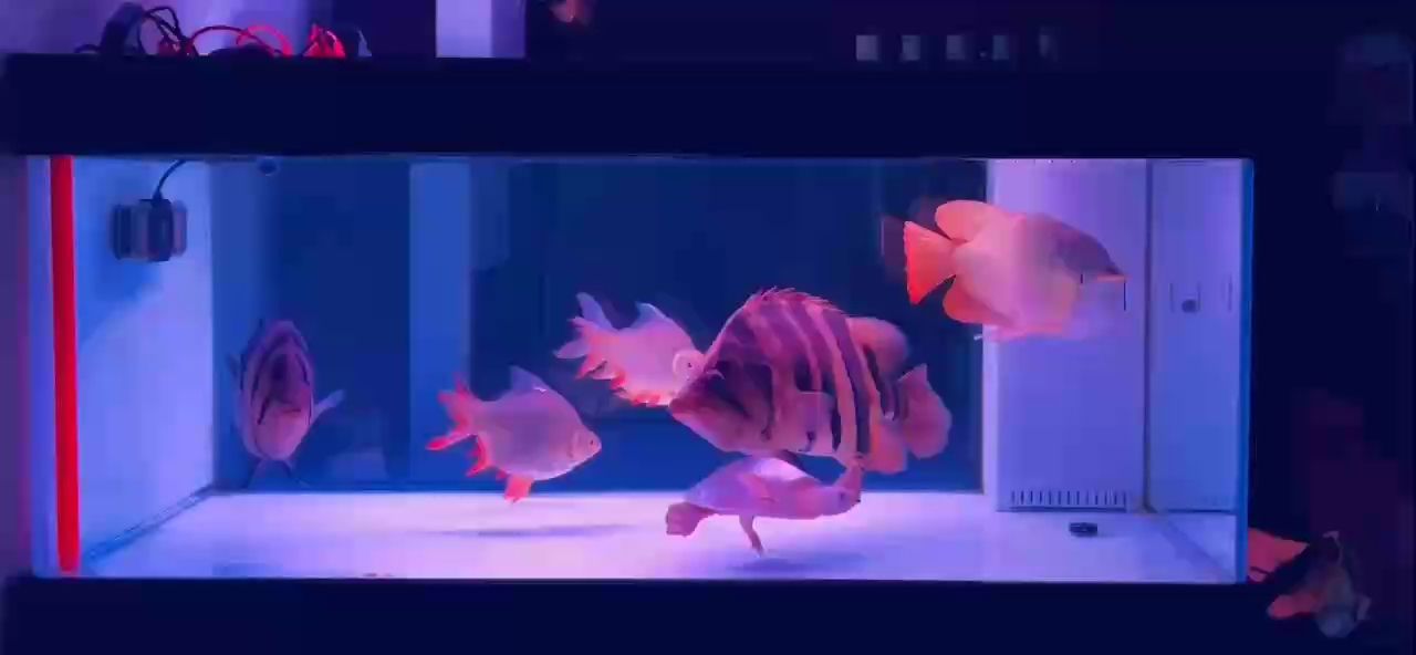 這天氣忽冷忽熱的！魚都會(huì)感冒！