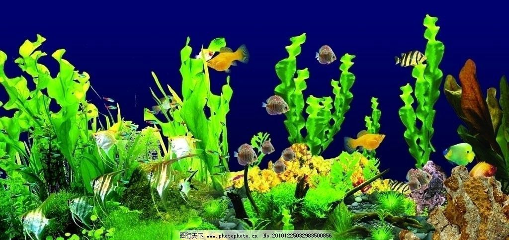 金龍魚水族箱適宜的水草種類：金龍魚水族箱水草布局技巧,水榕與莫斯水草的養護區別