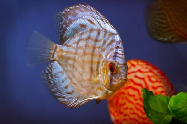 觀賞魚突然大量死亡什么原因引起的（觀賞魚為什么會死亡）