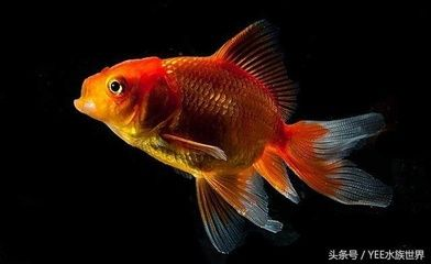 觀賞魚名貴（名貴觀賞魚的收藏價值）