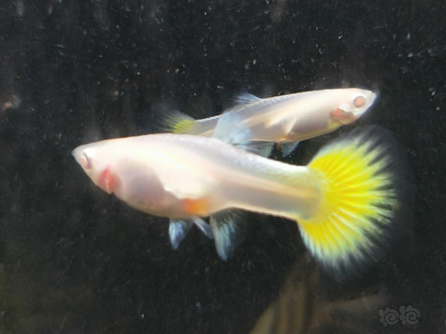 觀賞魚名貴（名貴觀賞魚的收藏價值）