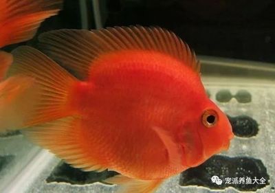 觀賞魚名貴（名貴觀賞魚的收藏價值）