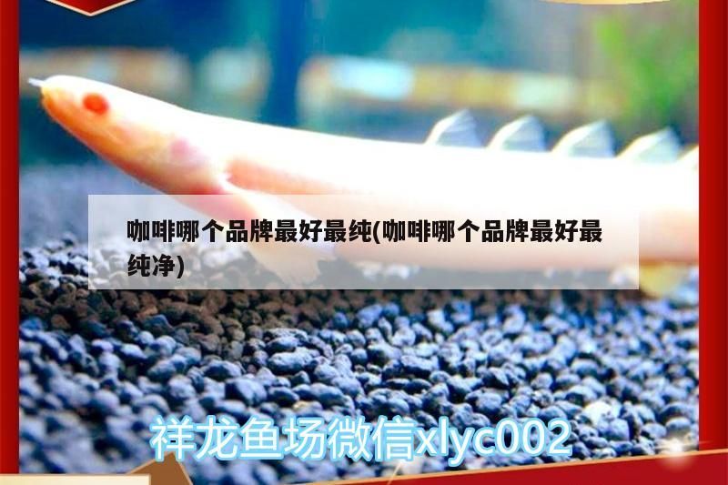 咖啡哪個品牌最好最純(咖啡哪個品牌最好最純凈)