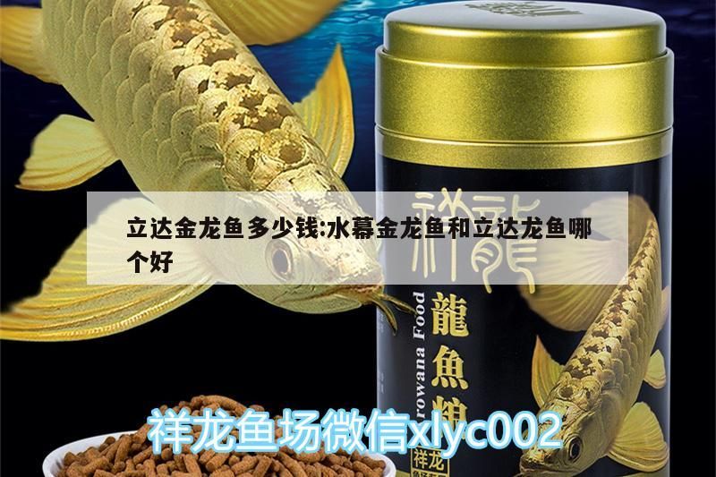 立達金龍魚多少錢:水幕金龍魚和立達龍魚哪個好