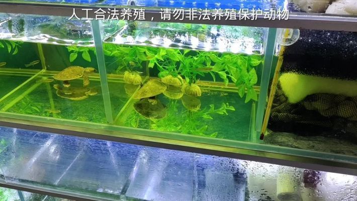 豬鼻龜怎么辦理養殖證：如何辦理豬鼻龜養殖證 豬鼻龜怎么辦理養殖證：如何辦理豬鼻龜養殖證 豬鼻龜百科 第10張