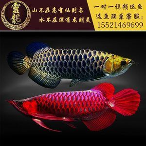 過背金龍魚能長多長的魚苗呢圖片欣賞：過背金龍魚的價格和成長潛力 過背金龍魚能長多長的魚苗呢圖片欣賞：過背金龍魚的價格和成長潛力 金龍魚百科 第2張