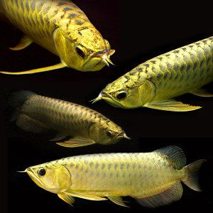 過背金龍魚能長多長的魚苗呢圖片欣賞：過背金龍魚的價格和成長潛力 過背金龍魚能長多長的魚苗呢圖片欣賞：過背金龍魚的價格和成長潛力 金龍魚百科 第5張