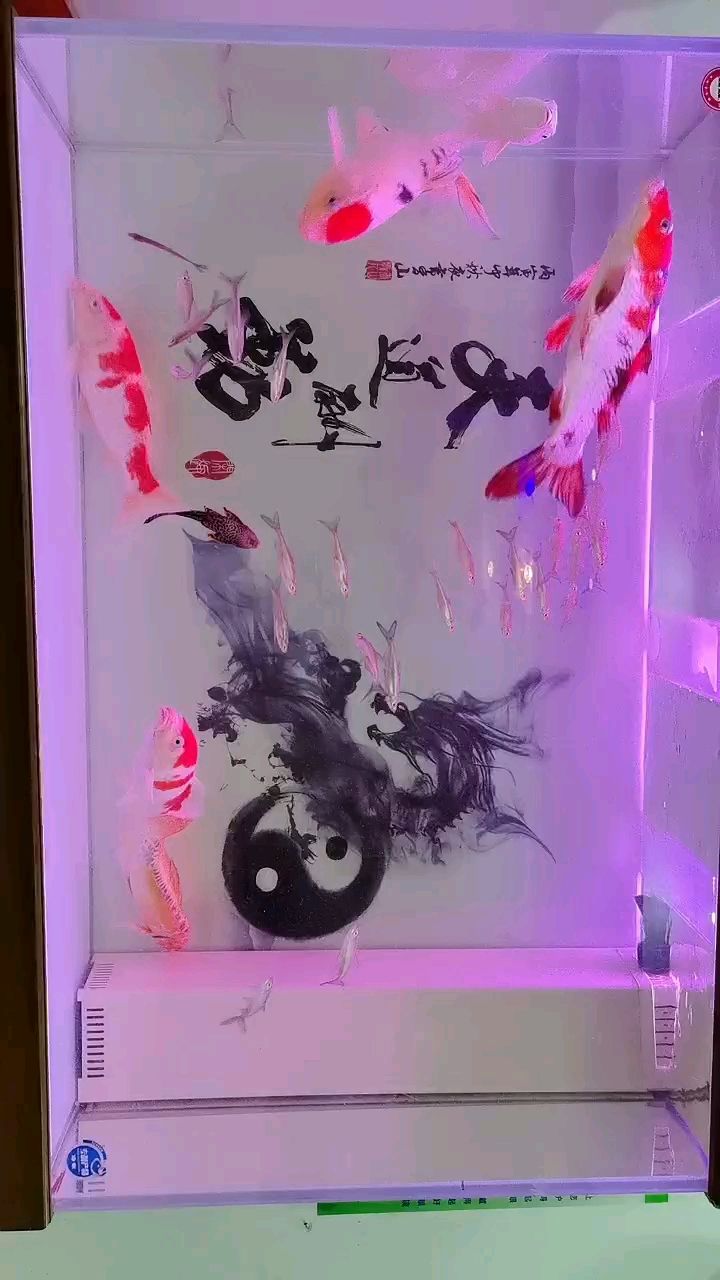 黃金錦鯉變白了
