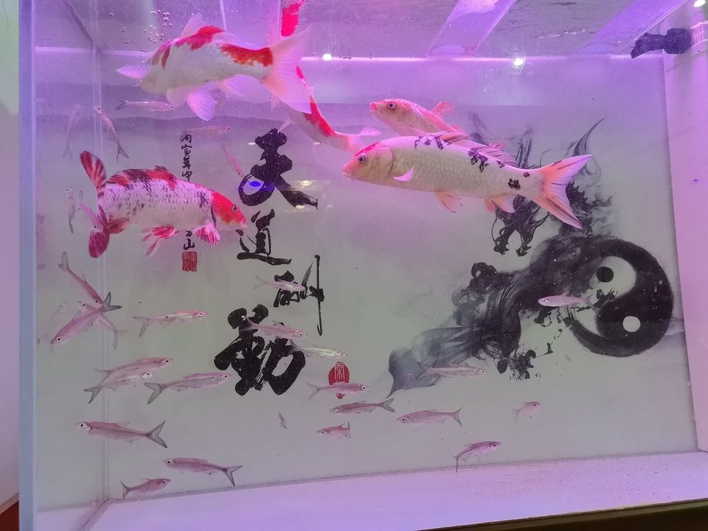 加養(yǎng)翹嘴成了 加養(yǎng)翹嘴成了 龍魚論壇