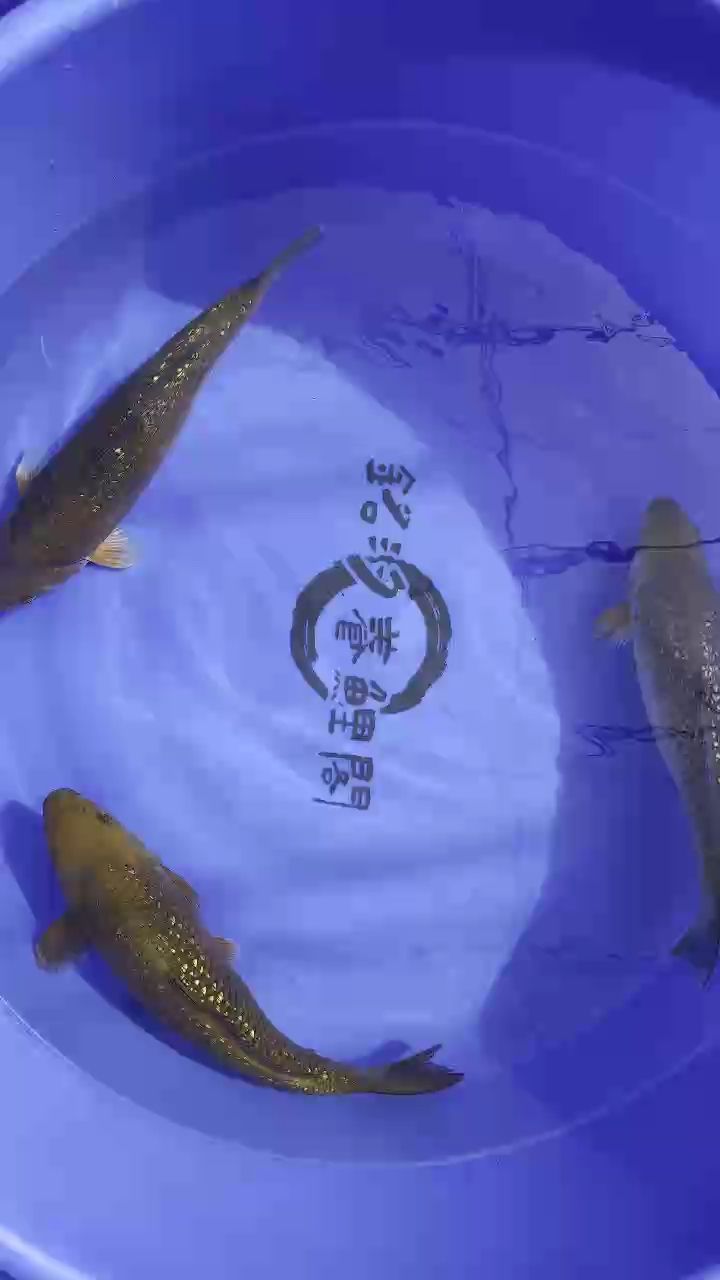 紅茶 綠茶錦鯉 紅茶 綠茶錦鯉 龍魚論壇