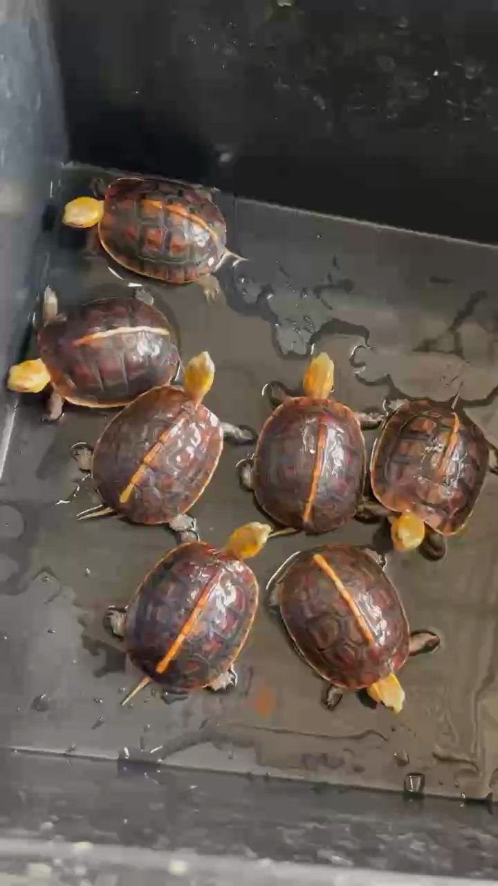 還有 7條?冷純?水安緣碌，20克以上，只?圓只?身高背肉?通色?過，爆紅有顏色